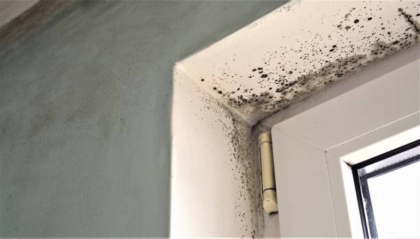 Best Emergency Mold Remediation  in Stirling, NJ