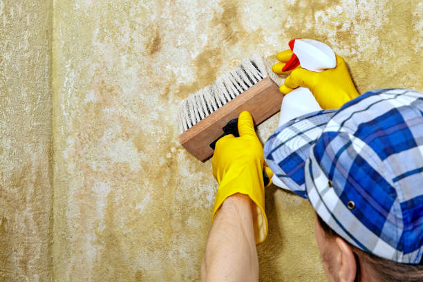 Best Mold Odor Removal Services  in Stirling, NJ