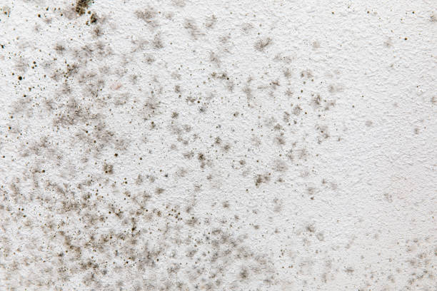 Best Attic Mold Removal  in Stirling, NJ