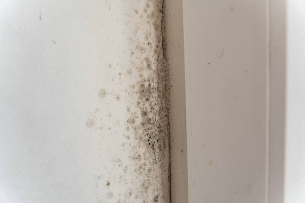 Best HVAC Mold Inspection and Cleaning  in Stirling, NJ