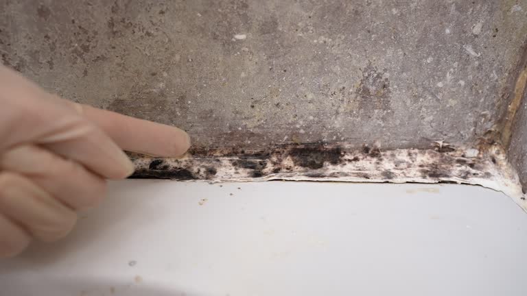 Best Black Mold Removal  in Stirling, NJ